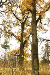  Different views of autumn scenery