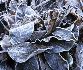  the beginning of frost in nature