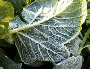  the beginning of frost in nature