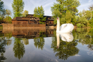 Swan on river Danube and watermill in Kolarovo, Slovakia