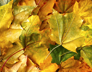  Different views of autumn scenery