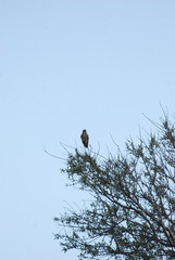 Birdwatching in Sardegna