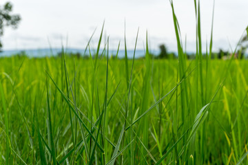Green fields and mountains