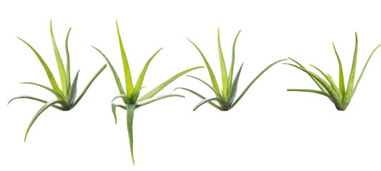 aloe Vera stems on a isolated white background 
