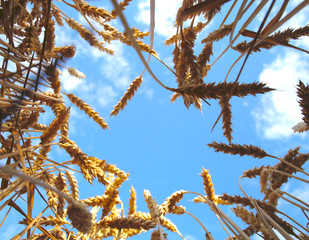 ears of wheat before the harvest