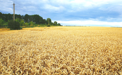 ears of wheat before the harvest