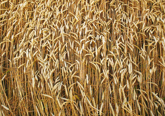 ears of wheat before the harvest