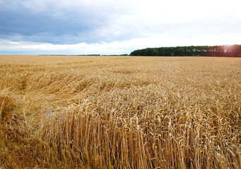 ears of wheat before the harvest