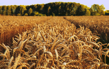  ears of wheat before the harvest