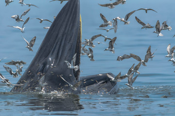 Bryde's whale feeding in Gulf of Thailand.