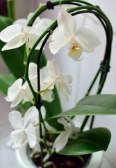 Naklejka na ściany i meble Orchidée for ever