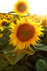 beautiful flower of a sunflower