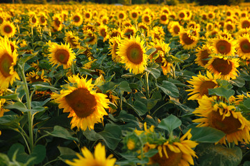 Fototapeta na wymiar beautiful flower of a sunflower