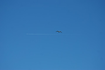 Birdwatching in Sardegna