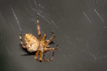 Yellow small spider eats a fly