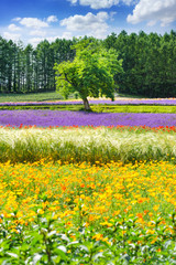 lavender and flower  fields in the garden ,furano in Japan on summer time