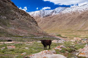 Flock of yaks around the valley near Pangong lake in Ladakh, India