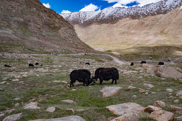 Flock of yaks around the valley near Pangong lake in Ladakh, India