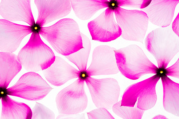 pink periwinkle flowers on white background