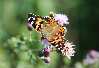 Map butterfly (Araschnia levana)	