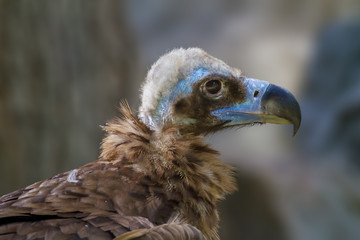 head of a large vulture bird
