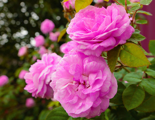 pink rose bush