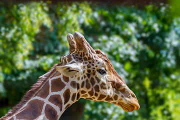 Fototapeta na wymiar head of a wild animal giraffe in the zoo