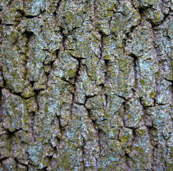 bark of tree
