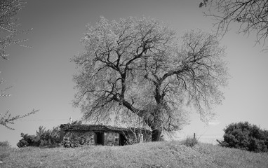 Old country stone house under big tree