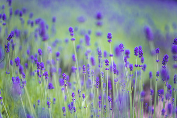 Beautiful Lavender Garden In Hokkaido, Japan