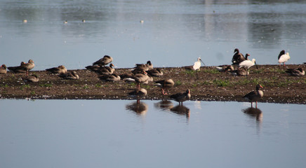 group greylag gooses (Anser anser) 