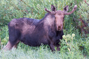 Shiras Moose of The Colorado Rocky Mountains