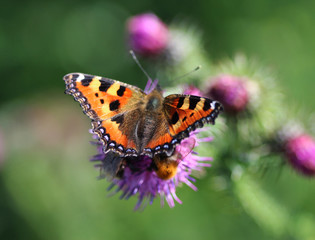 The small tortoiseshell (Aglais urticae)	