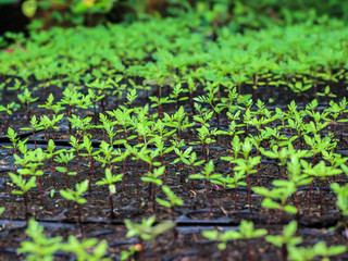 Green plant marigold seedlings in the garden home.