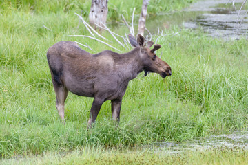 Shiras Moose of The Colorado Rocky Mountains