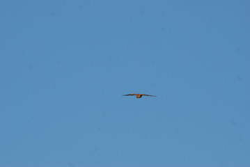 Birdwatching in Sardegna