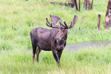 Shiras Moose of The Colorado Rocky Mountains