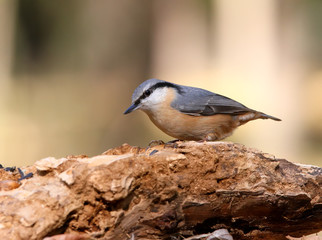 European Nuthach on special big branch.Soft beautifull sunlight.