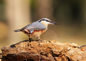 European Nuthatch on big branch with food in beak close-up