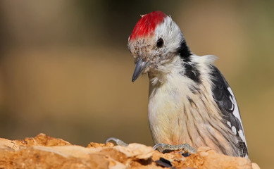 Middle spotted woodpecker closeup portrait