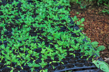 Green plant marigold seedlings in the garden home.