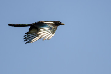 Black-Billed Magpie Flying in a Blue Sky