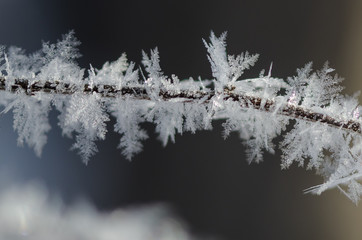 Obraz premium Icy Frost Crystals Clinging to the Frozen Winter Foliage
