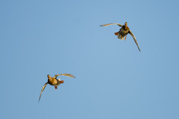 Two Mallard Duck Flying Directly at You