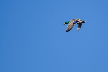 Male Mallard Duck Flying in a Blue Sky