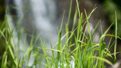 Grass Field Natural Blurred Background