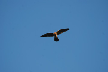 Birdwatching in Sardegna