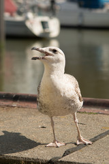 Möwe am Fischerhafen, tiefenschärfe