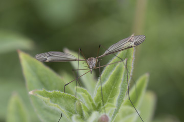 crane fly
