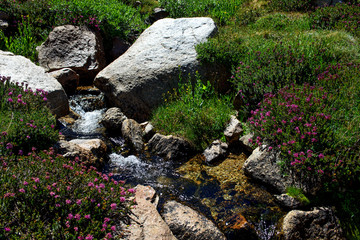 Heather and Mountain Stream